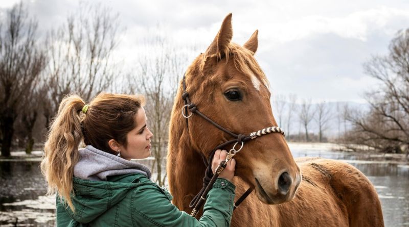 6 Best Horse Breeds for Emotional Support