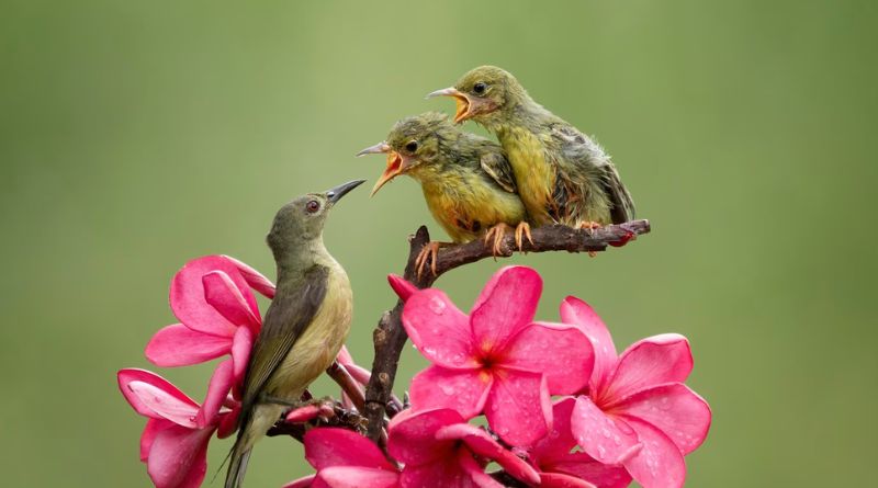 7 Bird-Friendly Plants for Your Garden A Symphony of Nature in Your Backyard