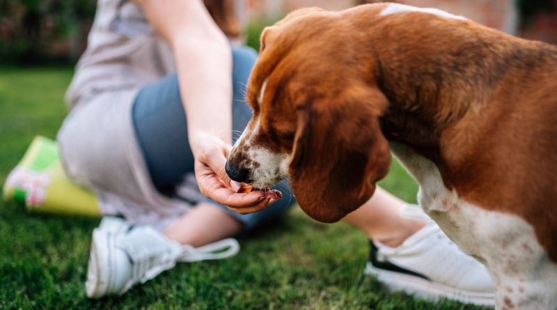 7 Natural Dog Treats For Training
