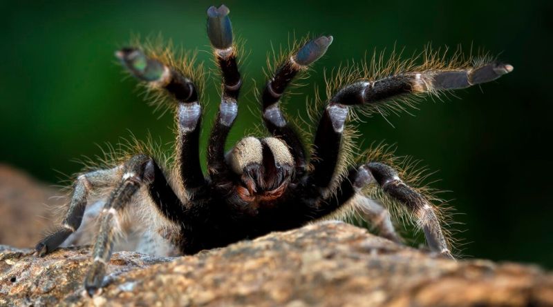 Exploring the Intricacies of Connecticut’s Black Spider Species
