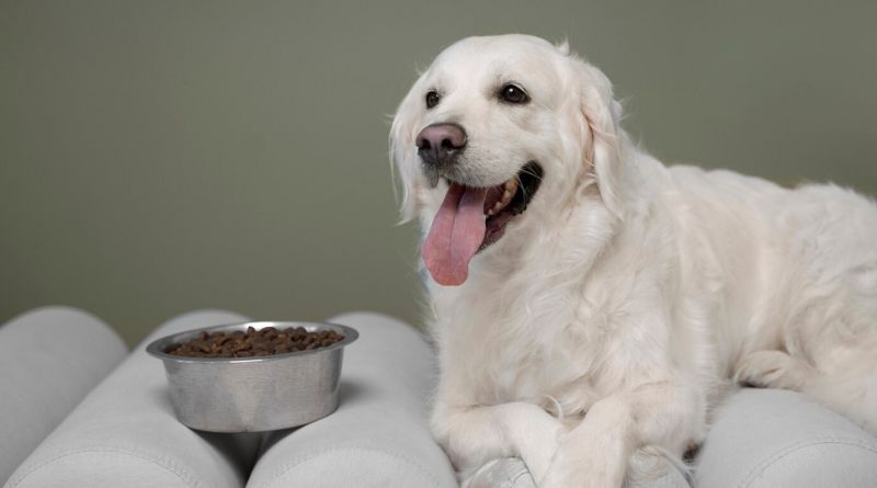 The 10 Best Senior Dog Food Of 2023