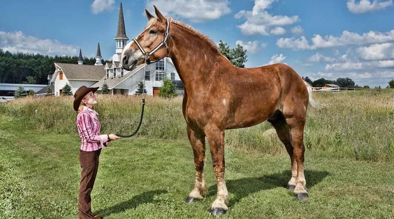The Largest Horse Ever Recorded Sampson