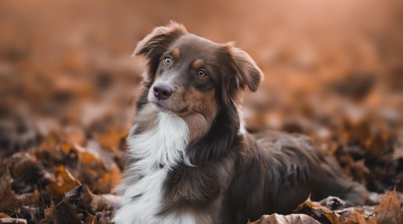 10 Cutest Mixed Dog Breeds Of 2023