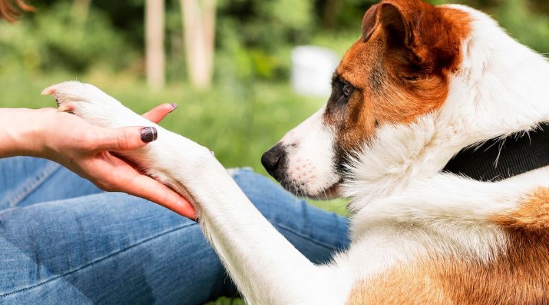 10 Pawsitive Ways To Care For Your Rescue Dog