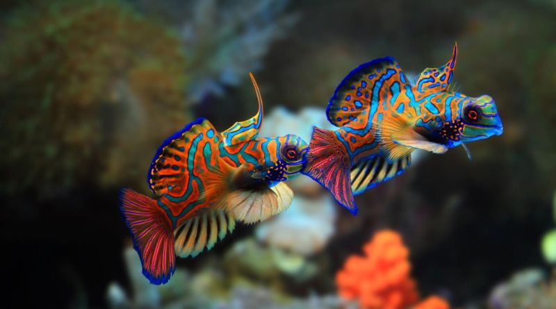 Best Fish for a 10-Gallon Aquarium