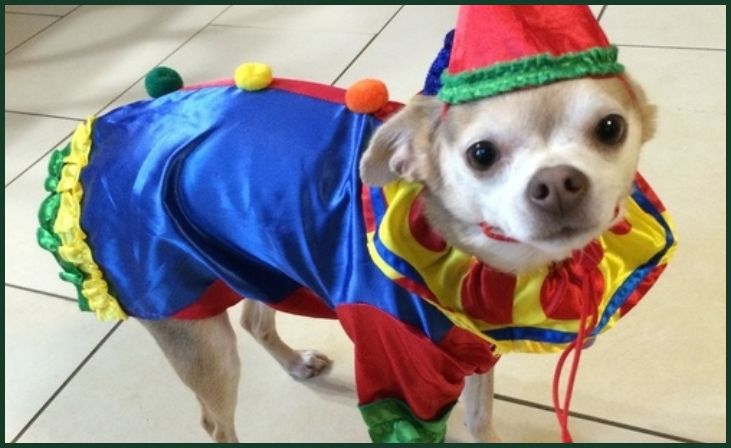 Clever Canine Clown