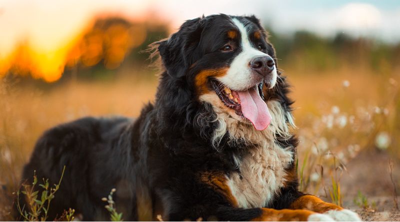 The Top 9 Herding Dogs For The Farm
