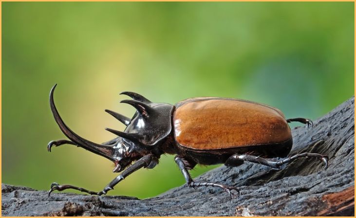 Beetles (various species)