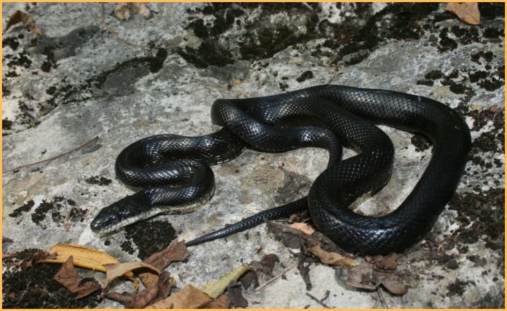 Black Rat Snake (Pantherophis obsoletus)