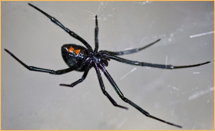 Black Widow Spider (Latrodectus)