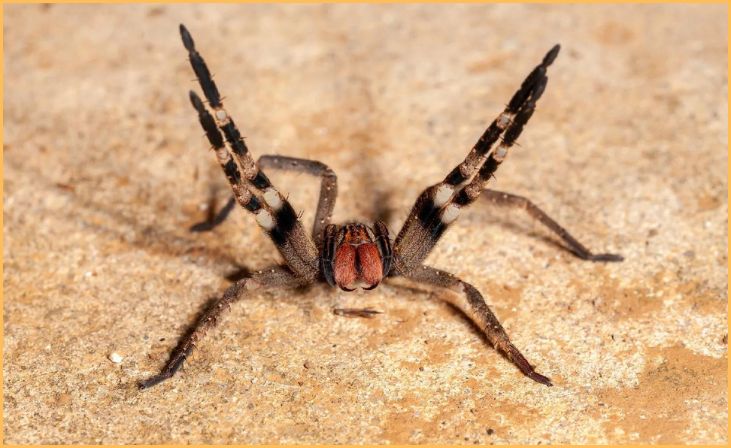 Brazilian Wandering Spider (Phoneutria)