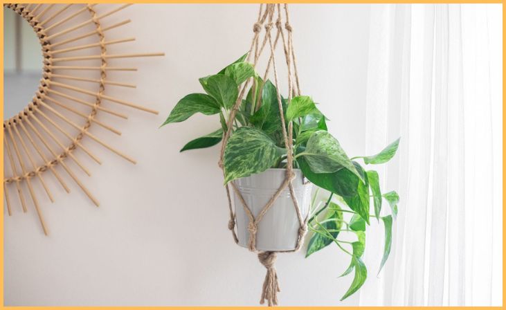 DIY Plant Hangers