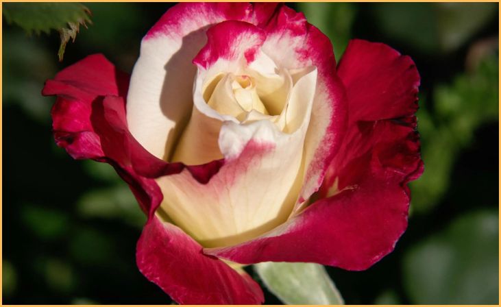 Double Delight Rose 