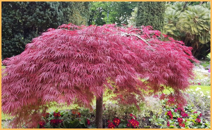 Dwarf Japanese Maple (Acer palmatum)