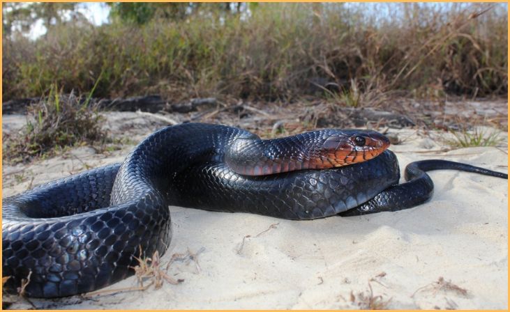 Eastern Indigo Snake (Drymarchon couperi)