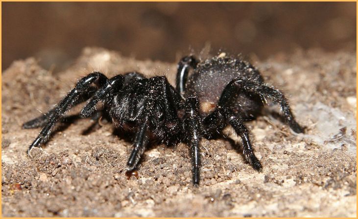 Funnel-Web Spiders (Atracidae)