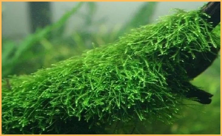Java Moss (Taxiphyllum barbieri)