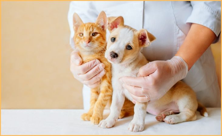 Pet Insurance Comparison