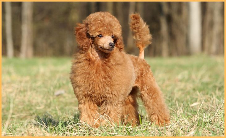 Poodle (Standard, Miniature, and Toy)