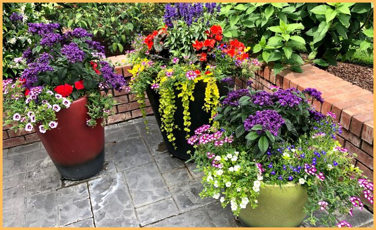 Potted Plants and Flowers