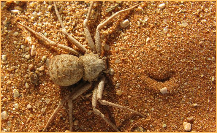 Six-Eyed Sand Spider (Sicarius)