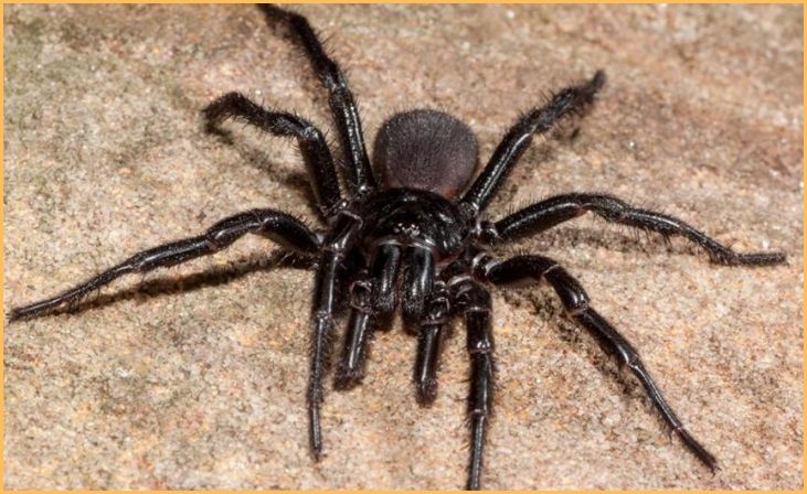 Sydney Funnel-Web Spider (Atrax robustus)